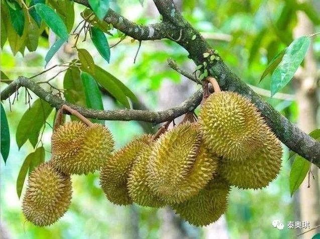 树熟榴莲为什么没有冻榴莲好吃,冷冻的榴莲原来这么好吃