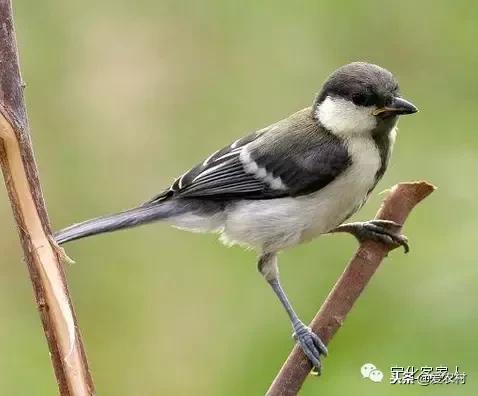 孕妇摘果子来年不结果的科学依据,孕妇上树摘果子