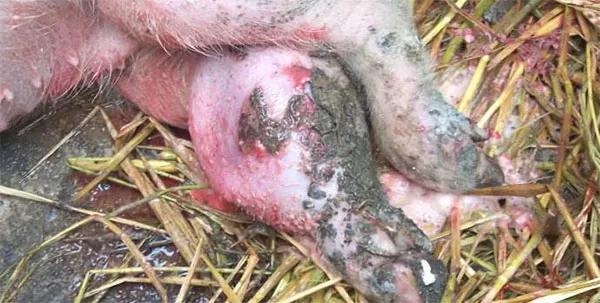 猪后腿无力站不起来链球菌,链球菌倒地的猪怎么治疗