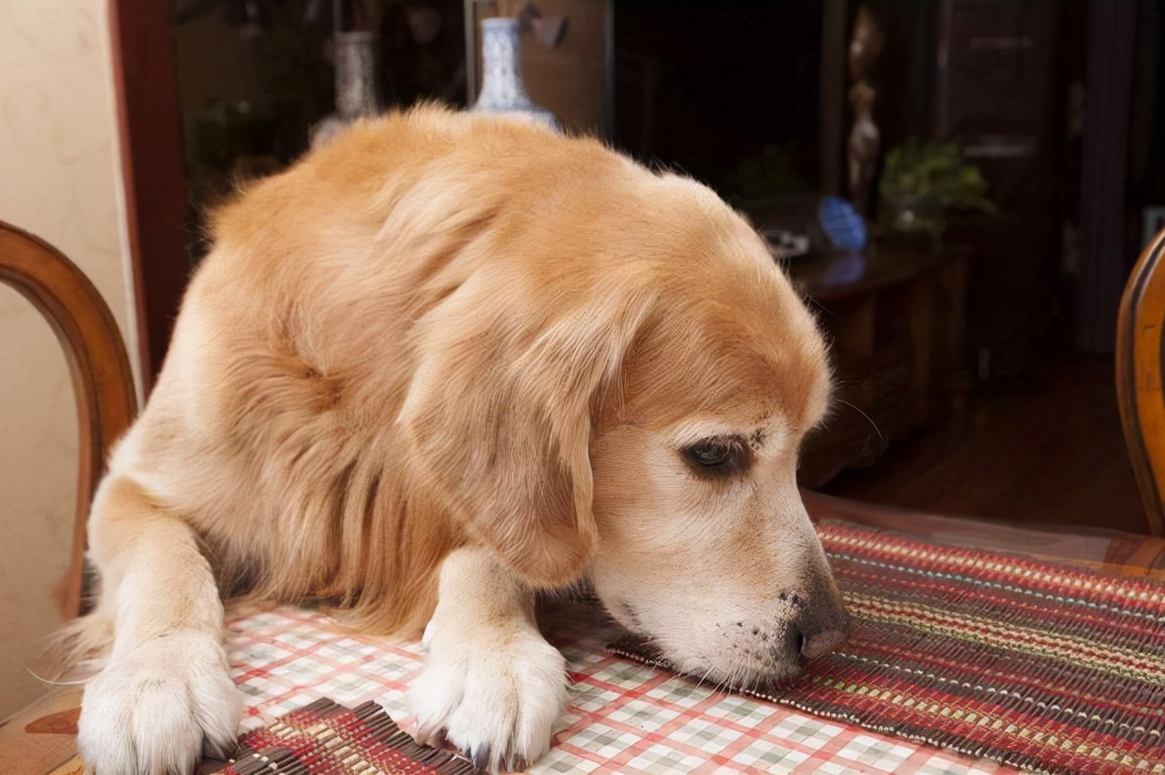 导致狗狗毛掉光的原因,狗狗毛发白有什么预兆