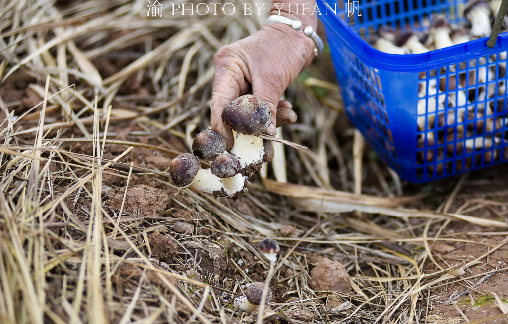 受新冠疫情影响，重庆潼南10万斤姬松茸销售受阻，老板欲哭无泪