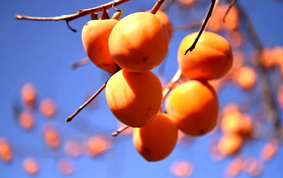 描写柿子的七绝古诗词,描写柿子的优美古诗词名句