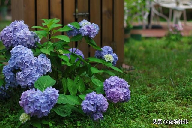 圆锥绣球花后修剪和冬季修剪,绣球无尽夏修剪没有芽点怎么修剪