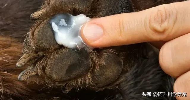 狗狗疾病:趾间炎在家便可以治疗