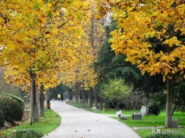 林荫大道木材,鹅掌楸和榉木哪个做家具好