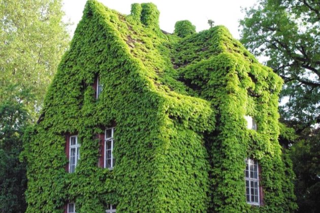 爬山虎这样养，不出两年爬满房子！