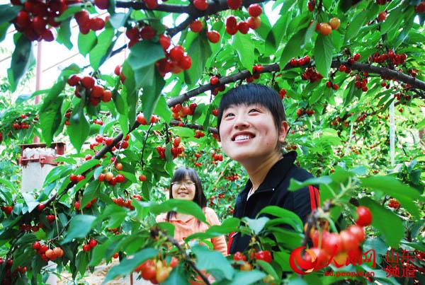 郭宪伟散文完整版,樱桃红了作者作品