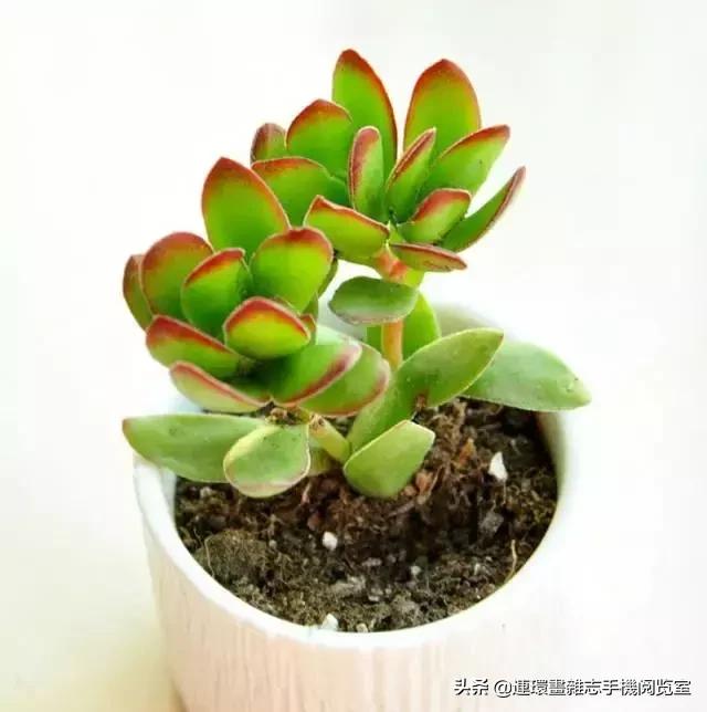 365种多肉图谱大全,365种鲜花图册大全