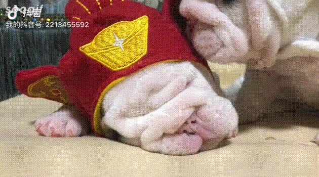 英牛的孕产记实——一场生死线上的考验