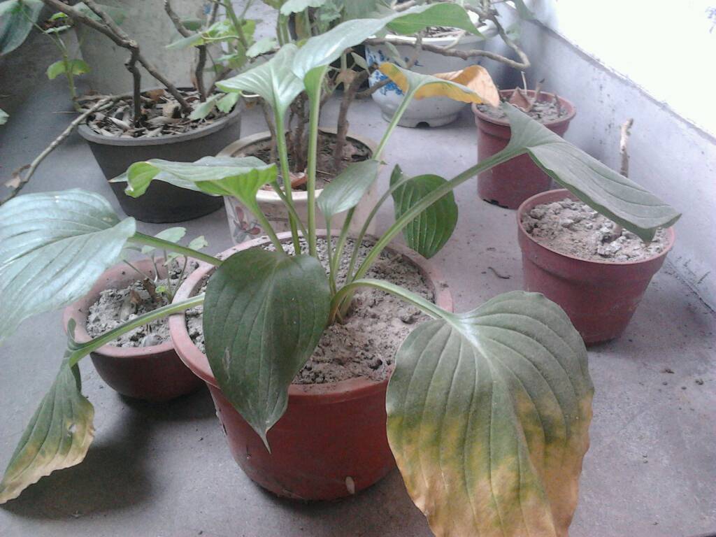 盆土板结沙化解决方法,盆土板结只是表面吗