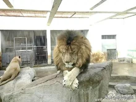 母狮一天发情40次，还追着公狮咬蛋蛋？根本不是这样啊....