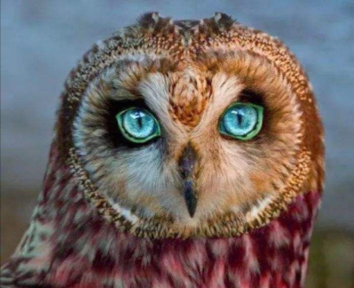 猫的眼睛在夜晚会发光吗,猫的眼睛夜里会发光吗