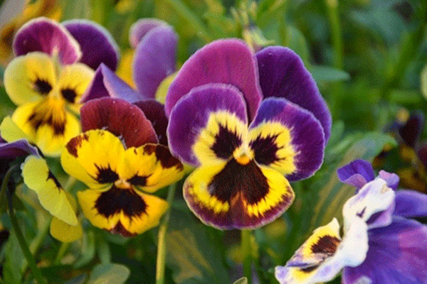 五一草花摆放的图片,春天常见的40种花图片