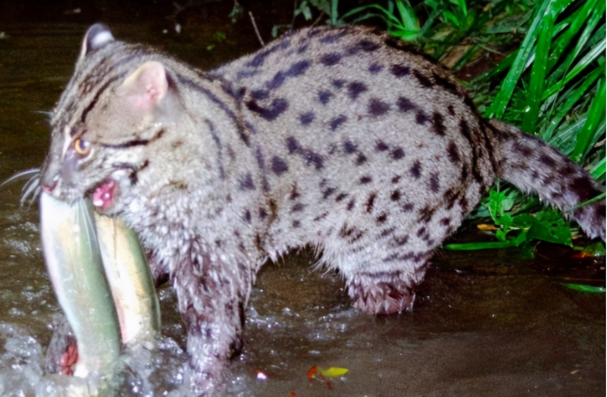 猫科家族的平头哥，个头不大却性情凶残，钓鱼猫为何濒临灭绝