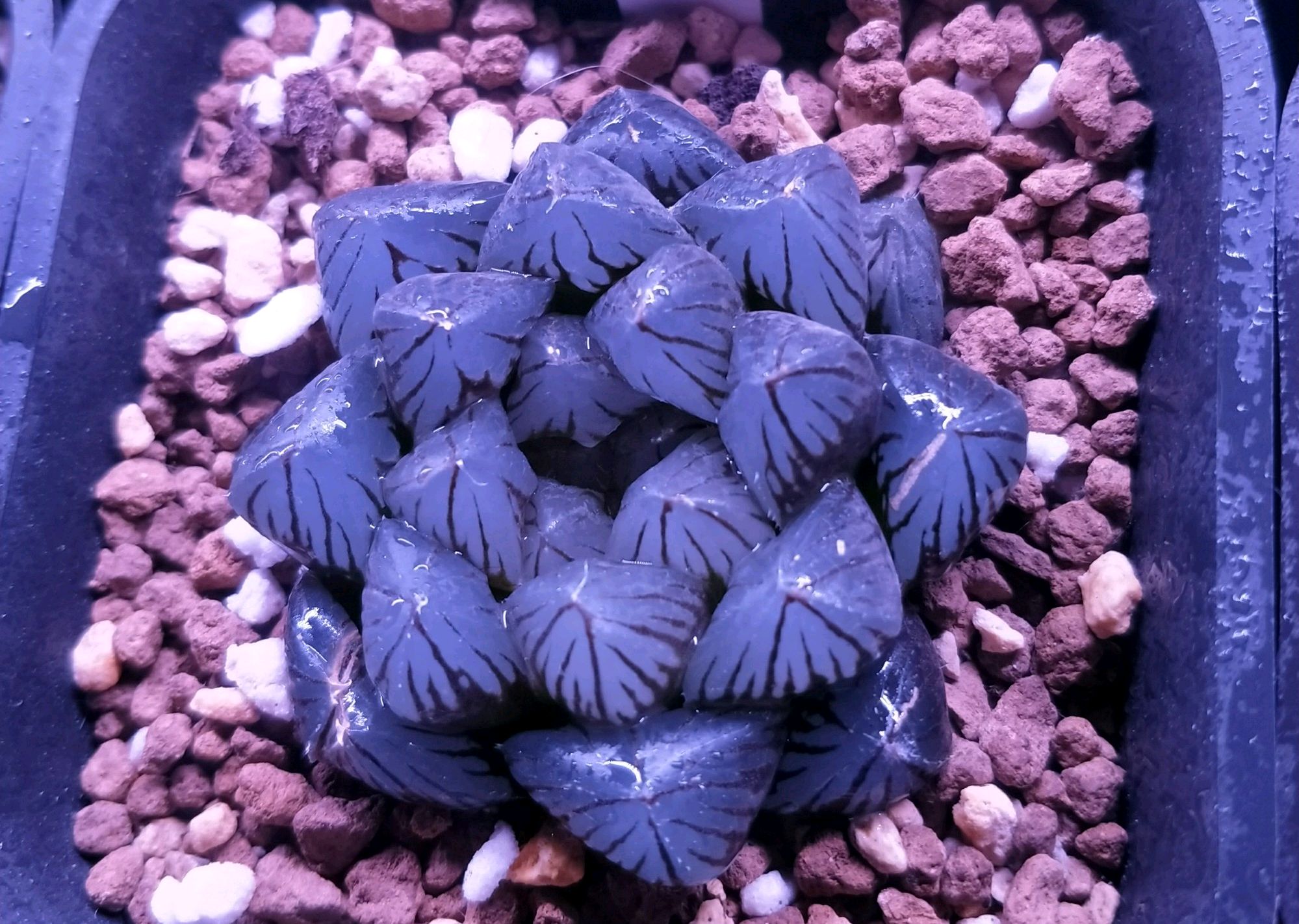 玉露出现黄叶用什么喷,冰晶玉露黄叶怎么回事