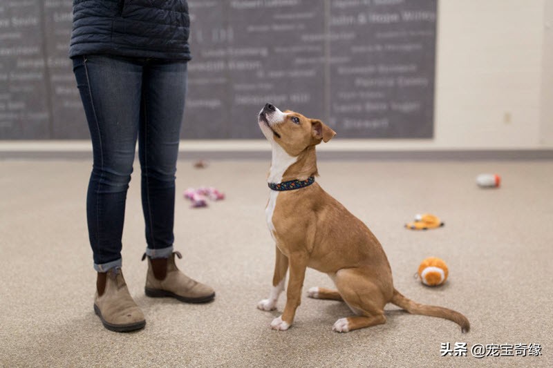 缇庡浗鐘被澶ц禌,缇庡浗鐙楃嫍姣旇禌缁艰壓