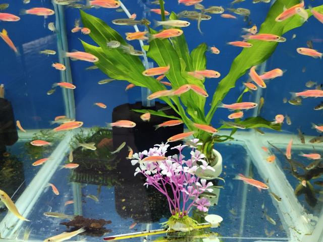 灯科鱼为什么在小缸里养不活,草缸少见的灯科鱼介绍