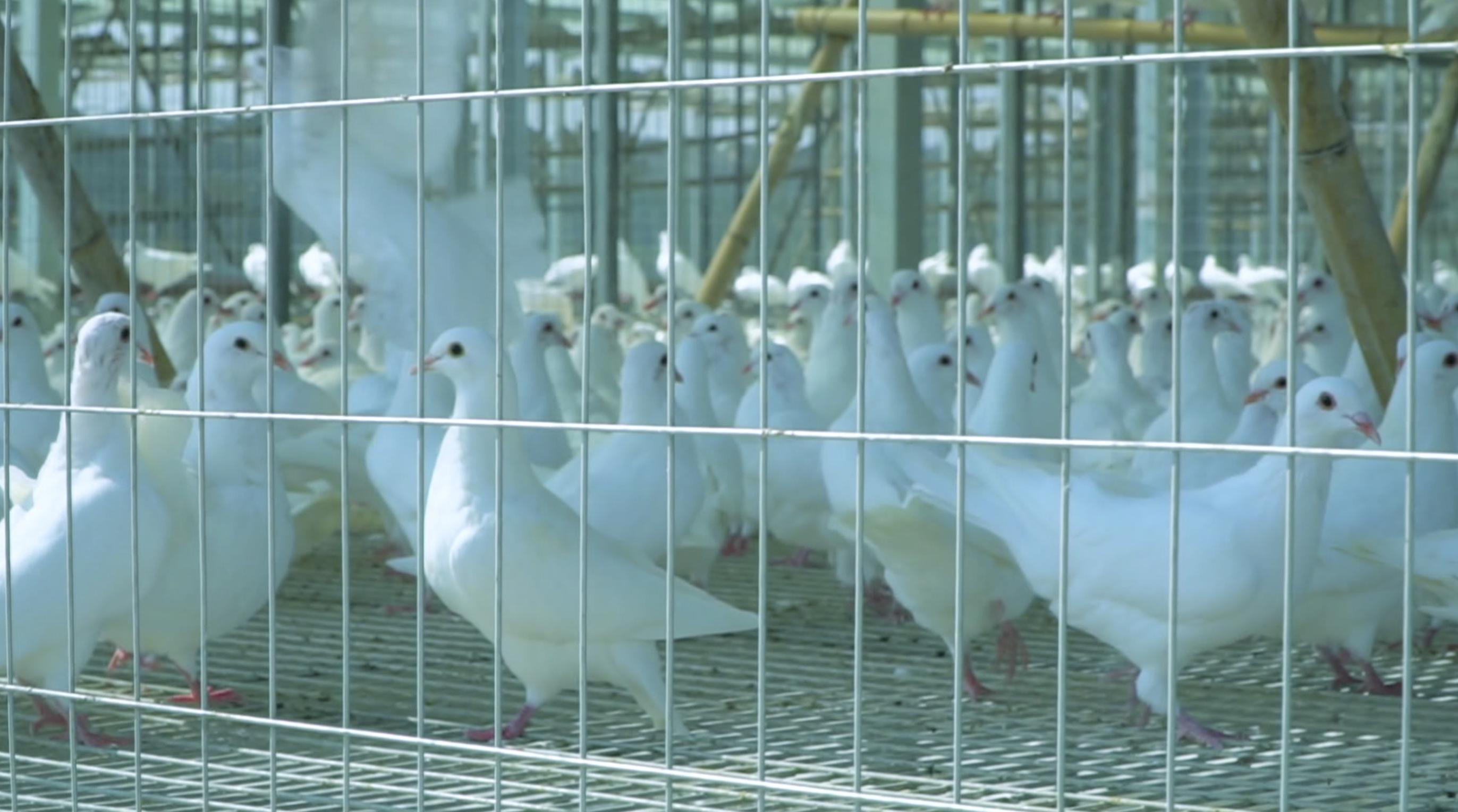 回望脱贫路⑧丨八年之后曾经的国家级贫困县阜平什么样了？