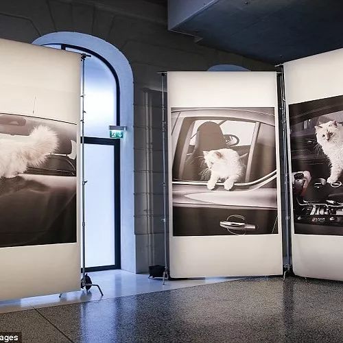 21亿遗产的猫现在怎么样了,失踪多年的猫终于回来了