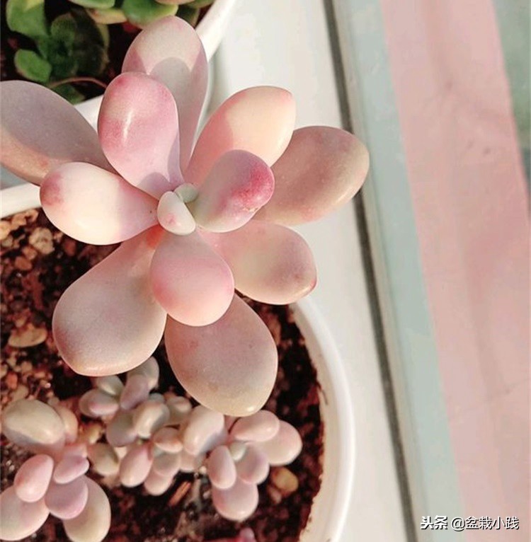 多肉出锦的方法,哪些多肉出锦是粉红色的
