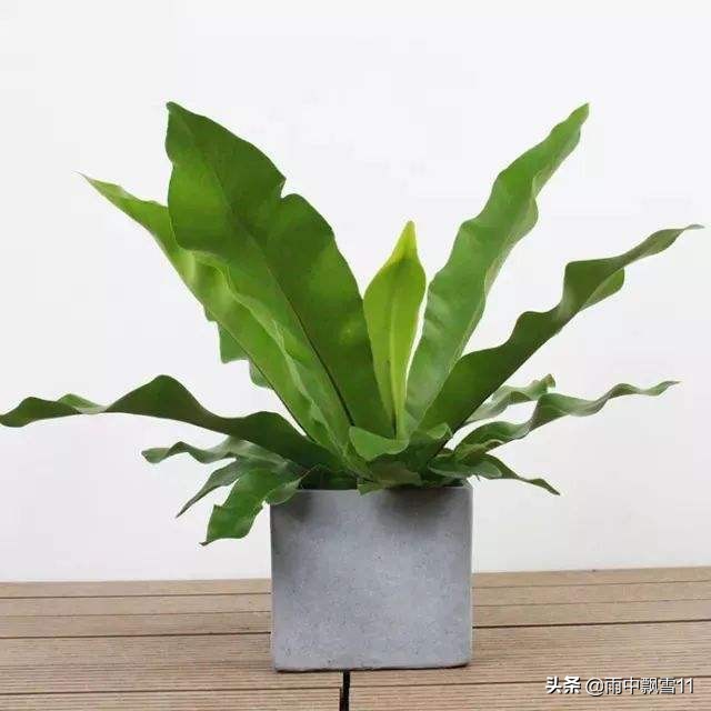 火炬鸟巢蕨黄叶怎么补救,鸟巢蕨叶片变黄有斑点什么原因