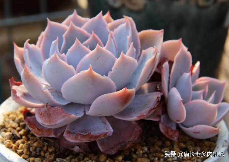几款好看的厚叶型多肉,超大型多肉薄叶三仙广寒宫