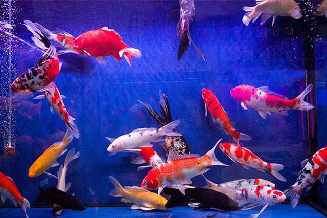 鱼缸水发黄用蛋白棉还是活性炭,鱼缸放活性炭一般多久黄水变清