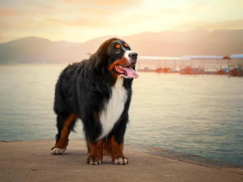 各国猛犬品种排名,各国品种猛犬