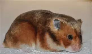 仓鼠的种类及图片大全,加卡利亚仓鼠和叙利亚仓鼠