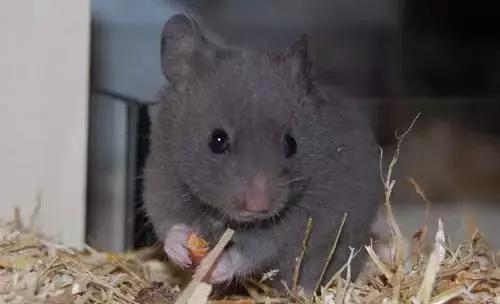 仓鼠种类短毛,仓鼠科普常见仓鼠种类