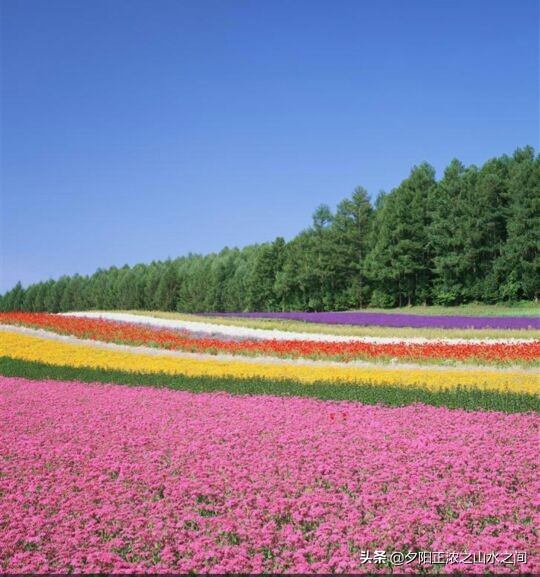 一路鲜花芬芳小说免费看,一路鲜花芬芳