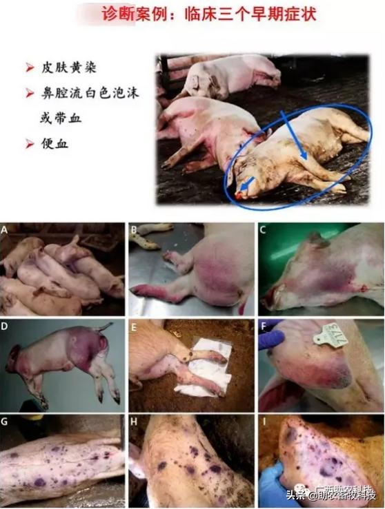 有没有很好预防非瘟的药物及方法,怎么预防非瘟最有效