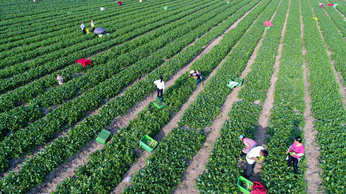新一轮农村赚钱机会,农业农村投资好项目有哪些