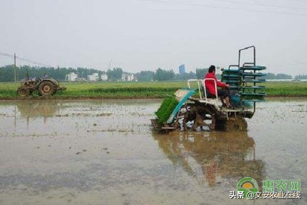 秧苗栽植机厂家报价,种植机械报价