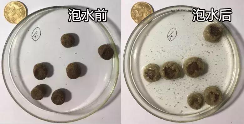 now和go区别,now和go猫粮哪个更好