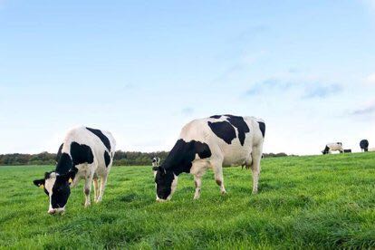 含乳铁蛋白的奶粉哪款性价比高些,乳铁蛋白高叶黄素低的奶粉有哪些