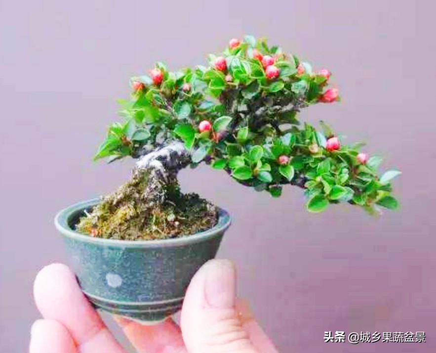 三十多年经验教你制作掌上树桩盆景，形态小巧，造型玲珑别致