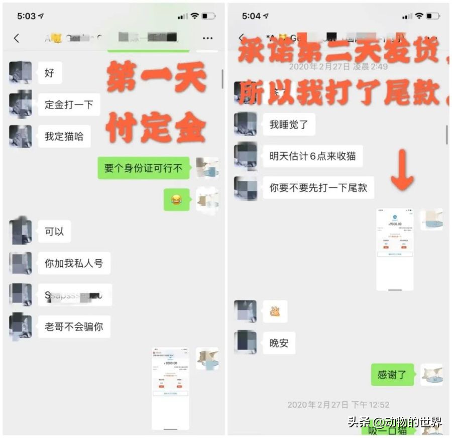 在网上买400多的缅因可以吗,一万多买的缅因猫死了