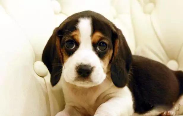 推荐各种狗狗的类型,10种有型罕见的狗狗