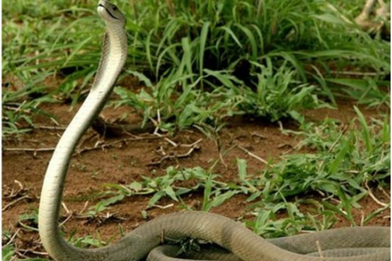 黑曼巴蛇毒蛇排行榜,毒性最大的黑曼巴蛇