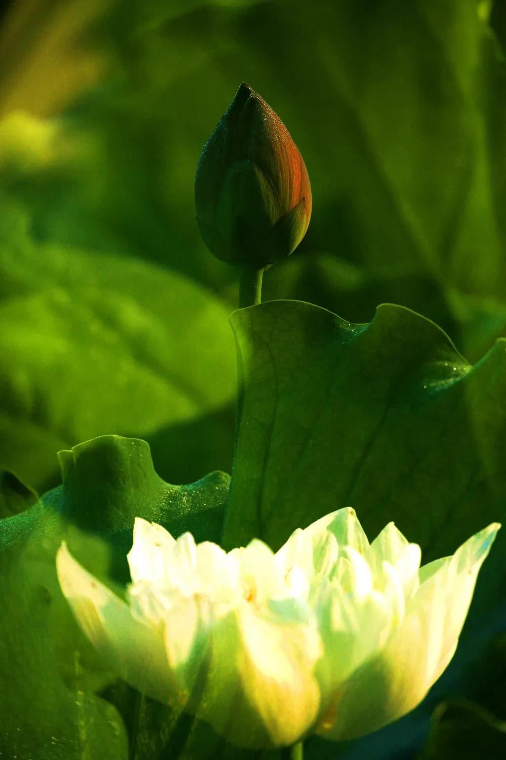 津门网金熙男：梦幻荷韵