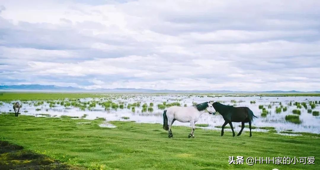 若尔盖大草原人间天堂,若尔盖大草原真美