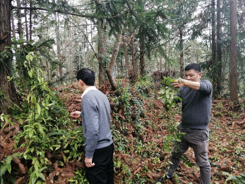 四明山哪座山上有黄精,四明山哪里有山黄精