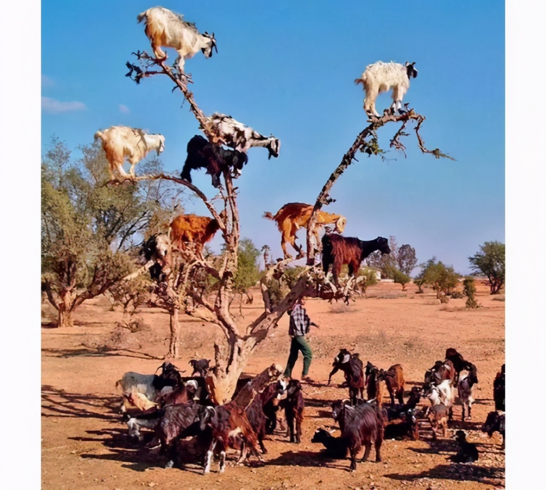 治沙对策和措施,治沙的最好办法