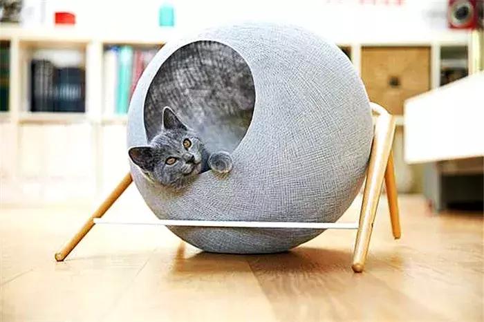 新手养猫科学纠正猫咪不良行为,分享养猫咪日常生活习惯的铲屎官