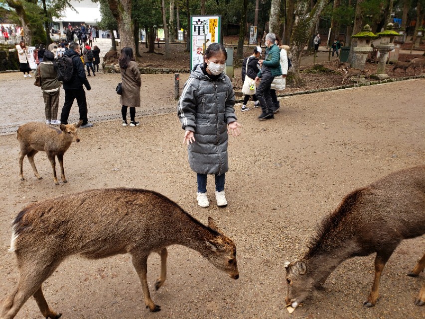 如果你今生只想去一次日本，千万别跟我一样，报这样的旅行团五