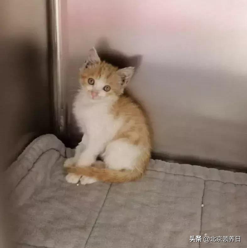 #领养代替购买#给它们一个家|线上宠物领养日,20190608加场