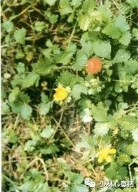 中药图片大全名称,中药图片大全带药名高清