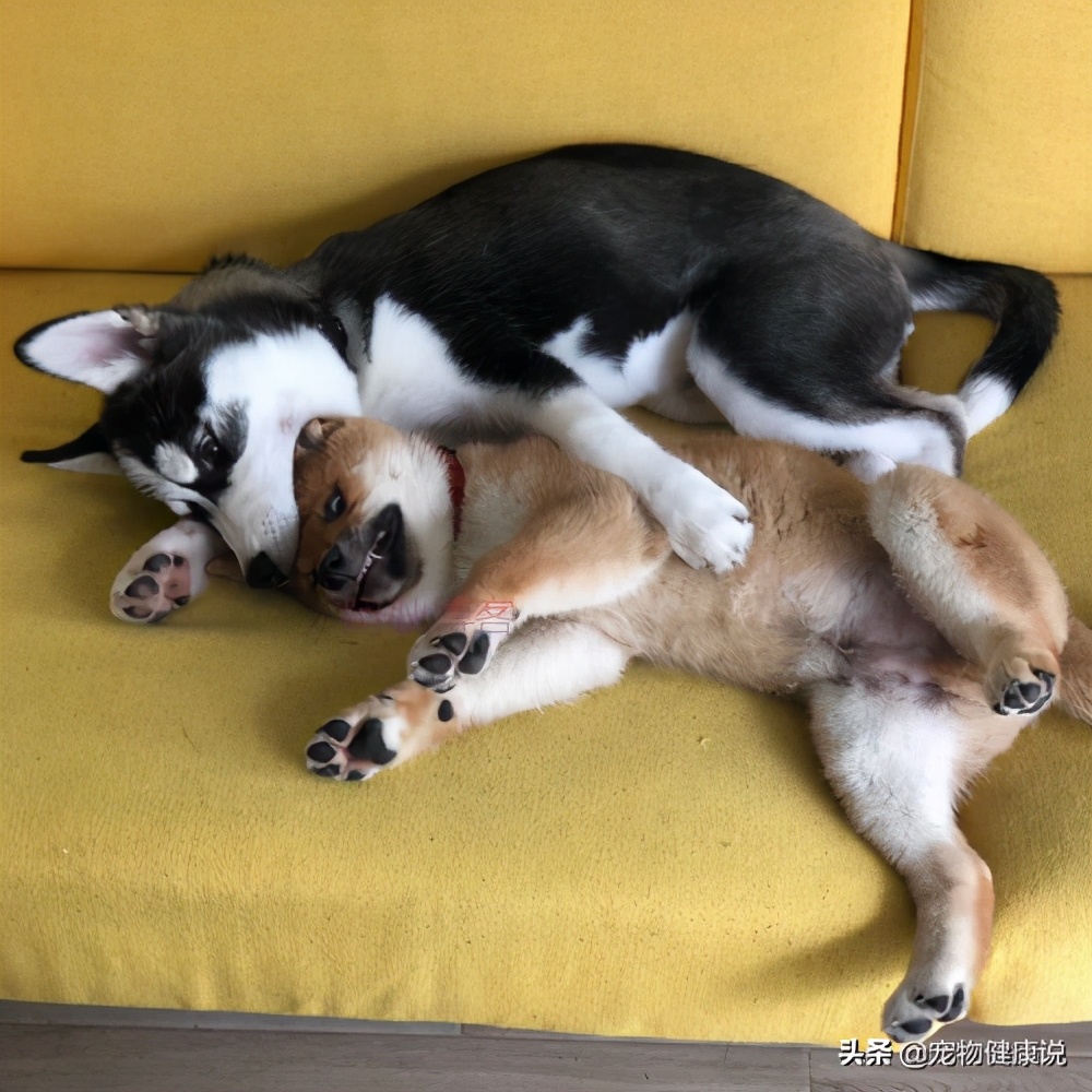 小狗吃完驱虫药的正常表现,小狗吃了驱虫药有什么症状