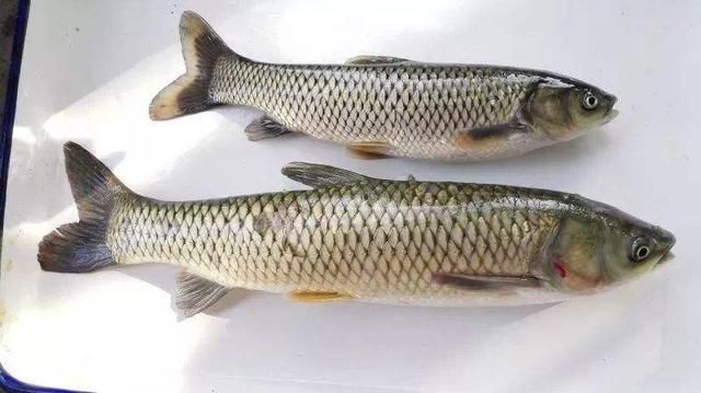 有柴油味的鱼怎么处理能吃吗,柴油味的鱼到底从哪来